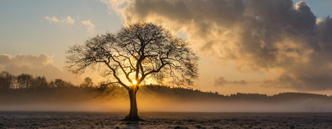 lone-tree-1934897_1600x625.jpg